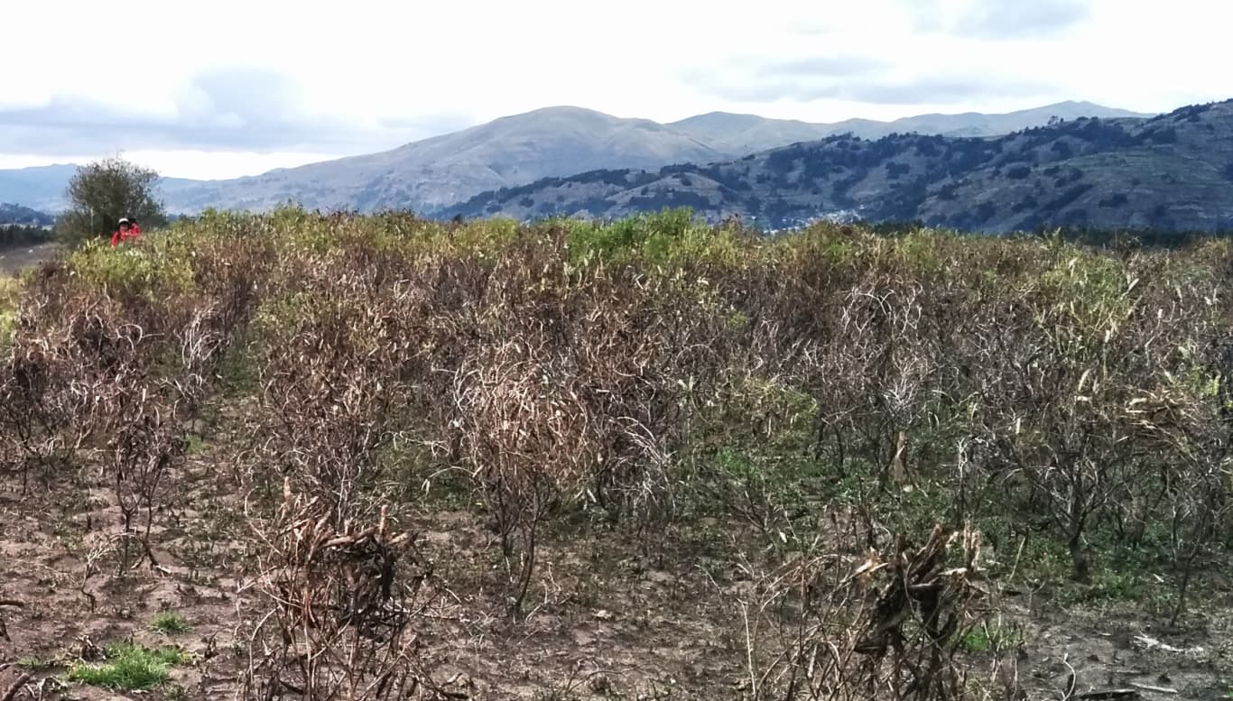 Chocho Field Plants